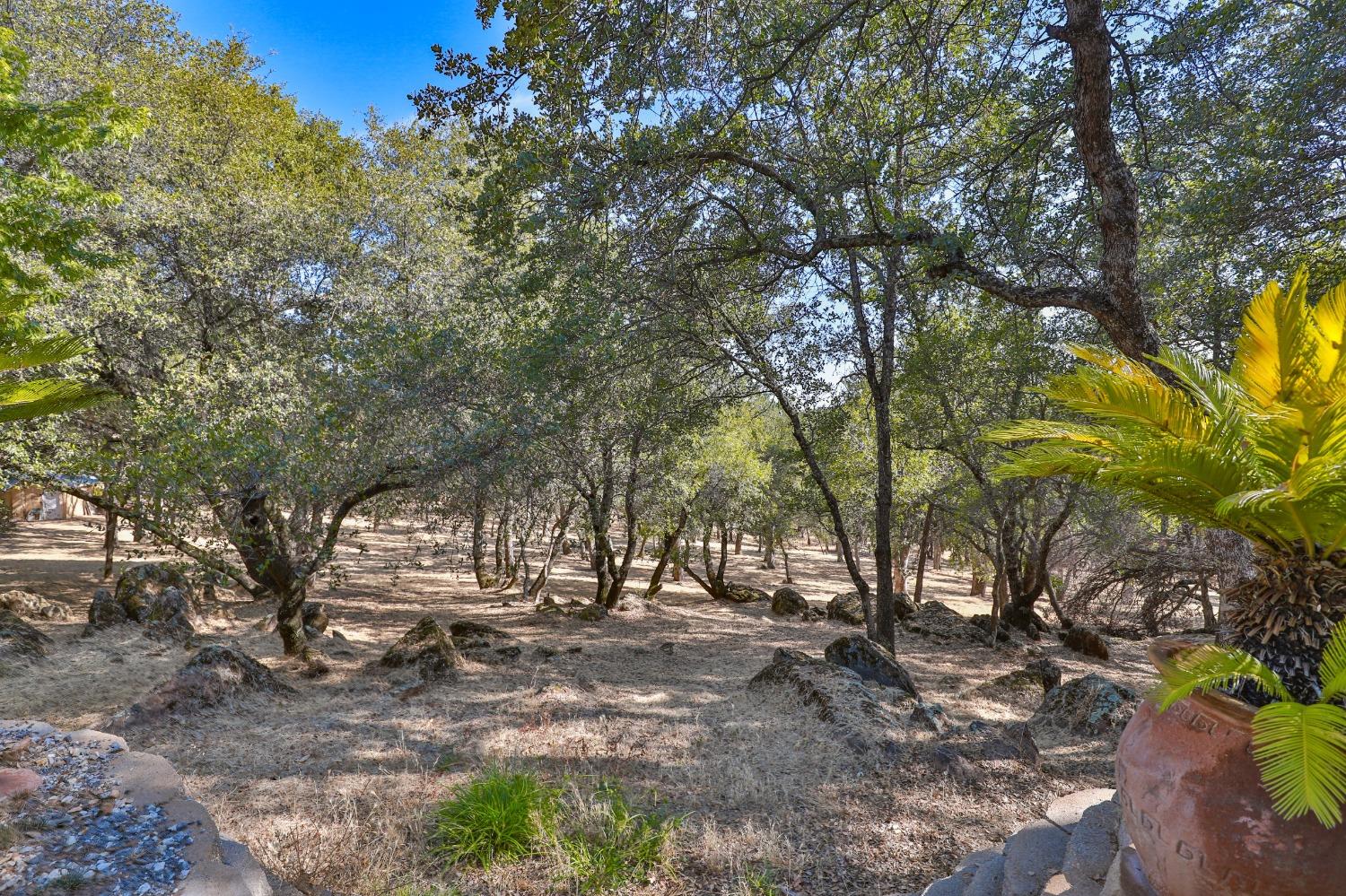 6091 Dutch Mine Road Diamond Springs, CA 95619 - Photo 43 of 83 Backyard view of property