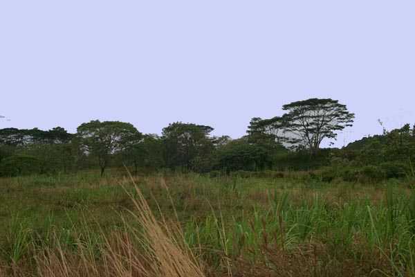 NORTH Rd Mountain View Mountain View, HI 96771 - Photo 3 of 7 Gallery Image 3