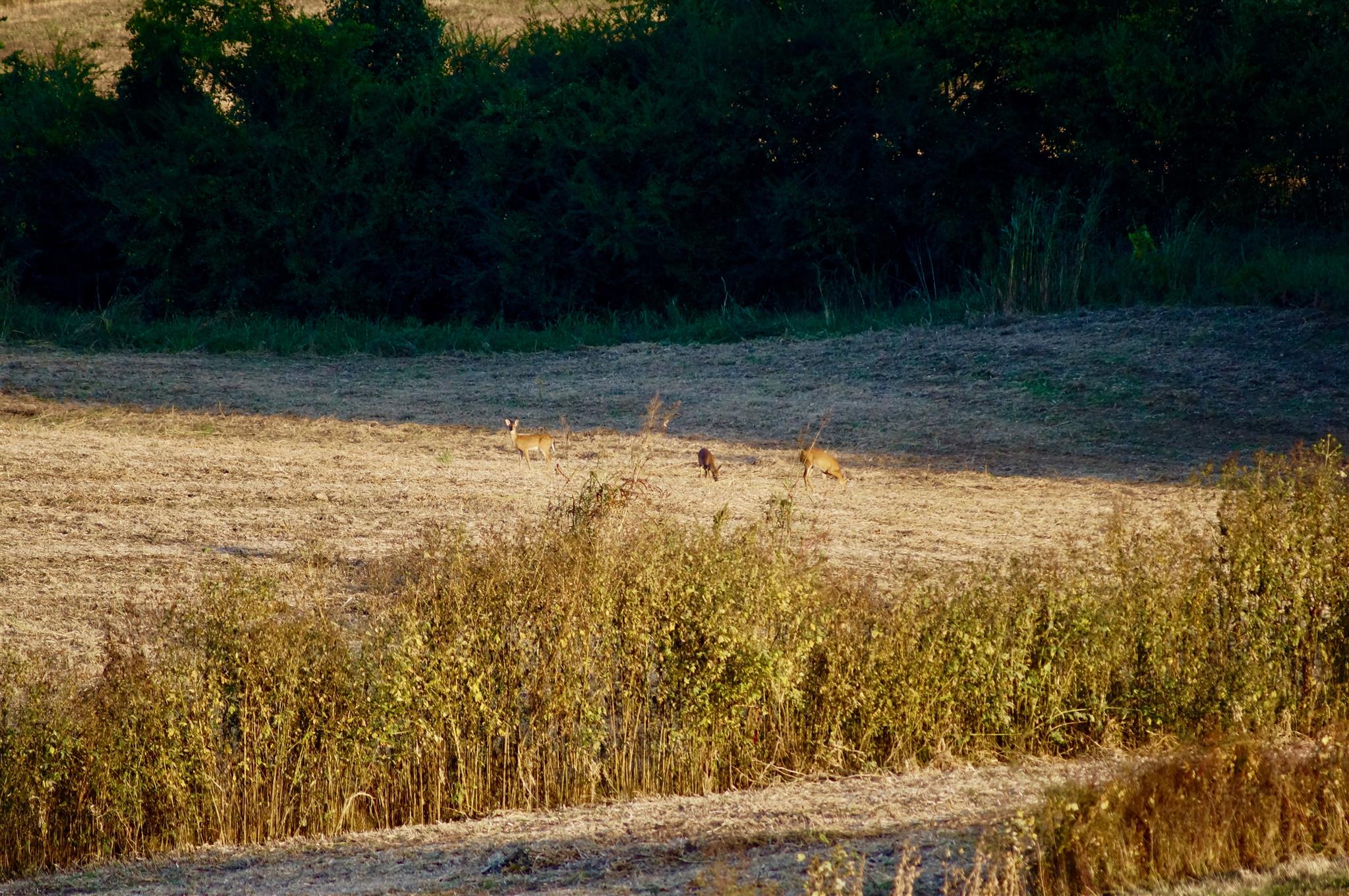 1434 Coles Chapel Road Sparta, TN 38583 - Photo 18 of 30 Gallery Image 18