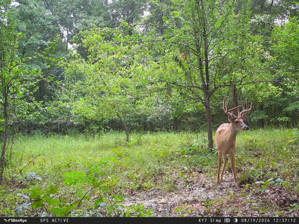 15 Hamilton-lee Road Lewisburg, KY 42256 - Photo 32 of 35 Gallery Image 32
