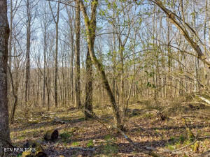 0 Wilson Road Speedwell, TN 37870 - Photo 3 of 27 606255_3