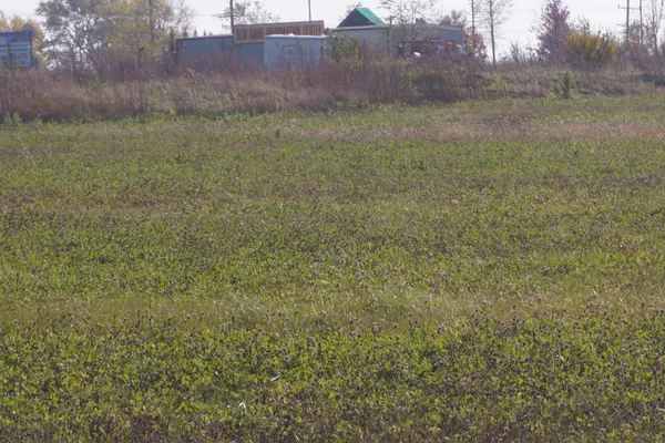 a view of a dry yard