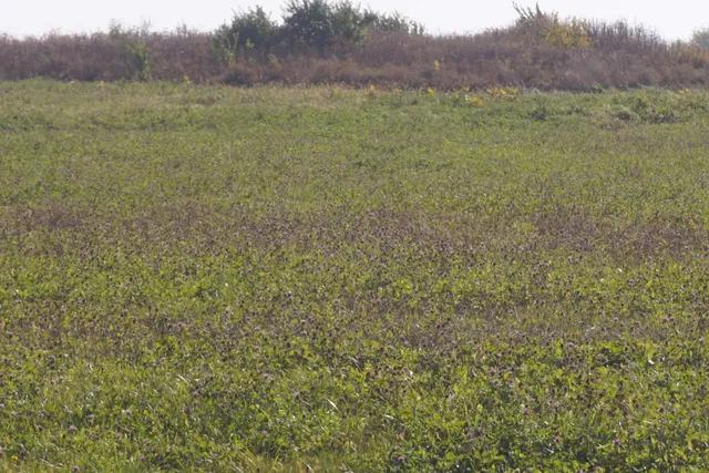 a view of an outdoor space and a yard
