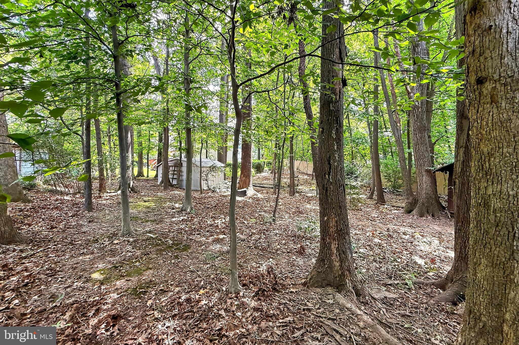 8128 Viola Street Springfield, VA 22152 - Photo 29 of 44 Lots of trees and nature complete w/ a garden shed