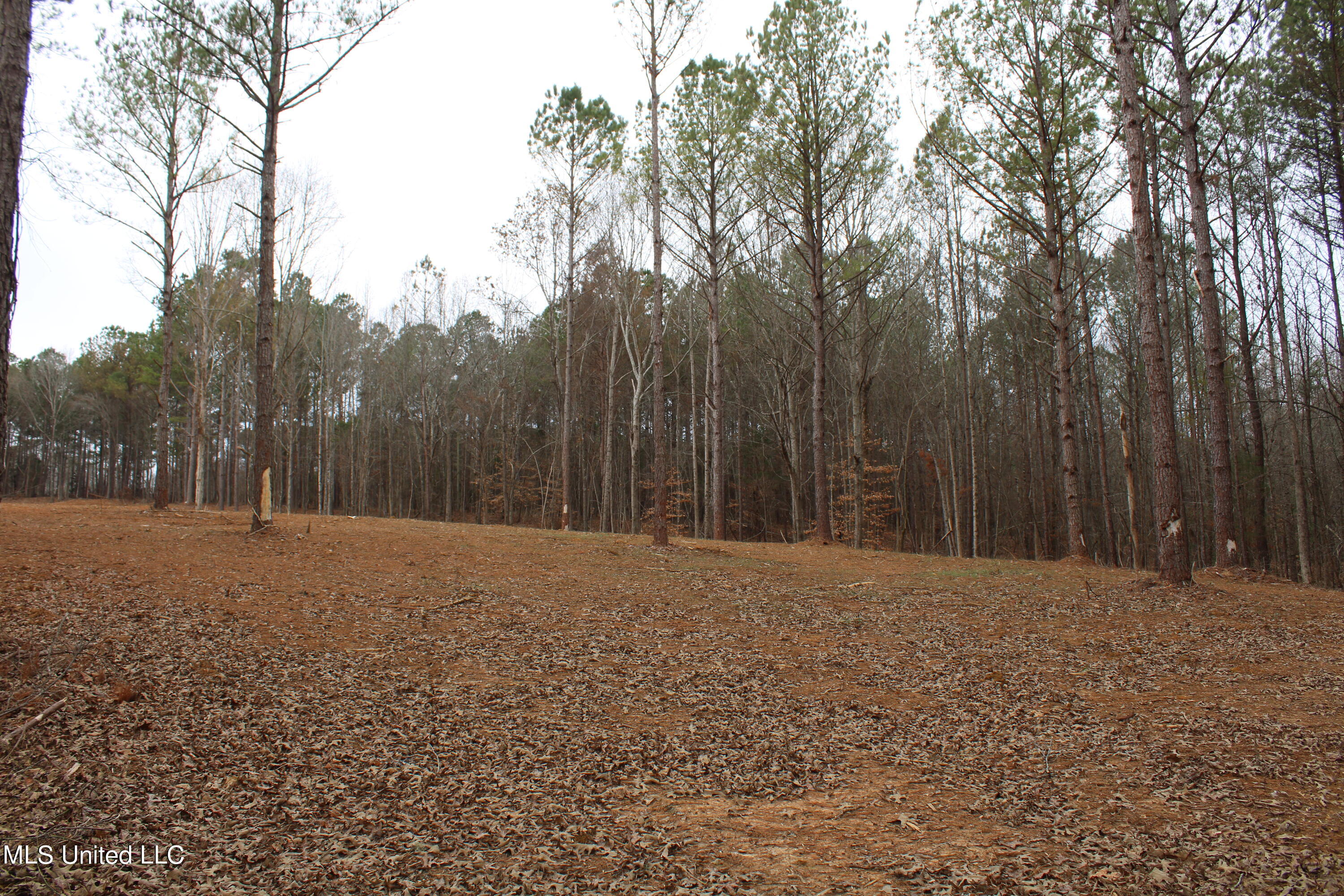 2 Co Road Ripley, MS 38663 - Photo 8 of 22 IMG_2922