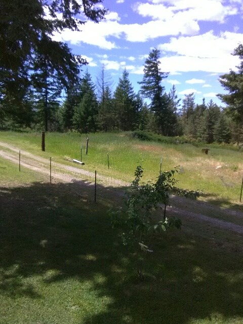 40115 North Jackson Road Elk, WA 99009 - Photo 8 of 18 Gallery Image 8