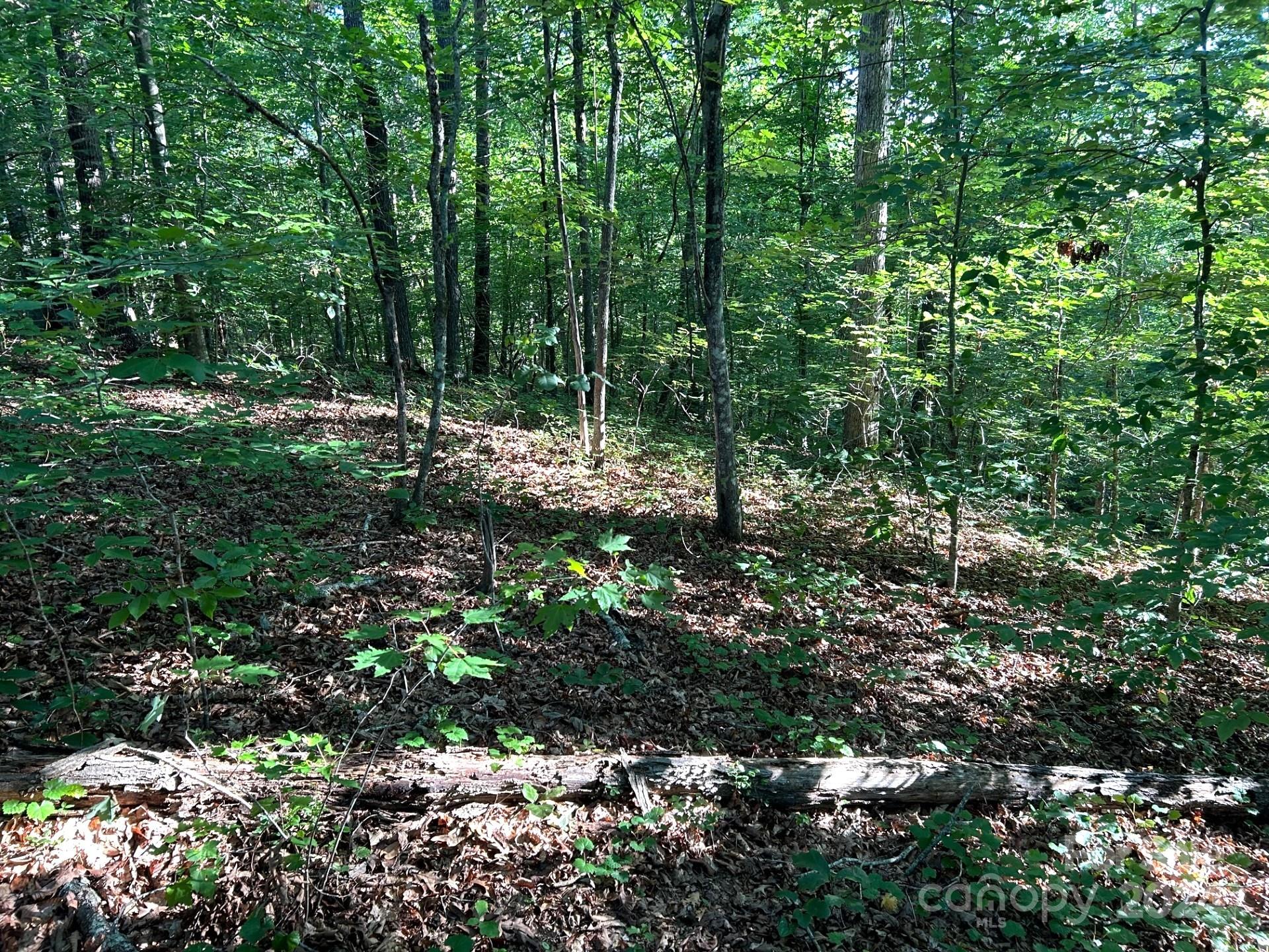 0 Beechwood Circle Rutherfordton, NC 28139 - Photo 3 of 17 a view of a forest with trees