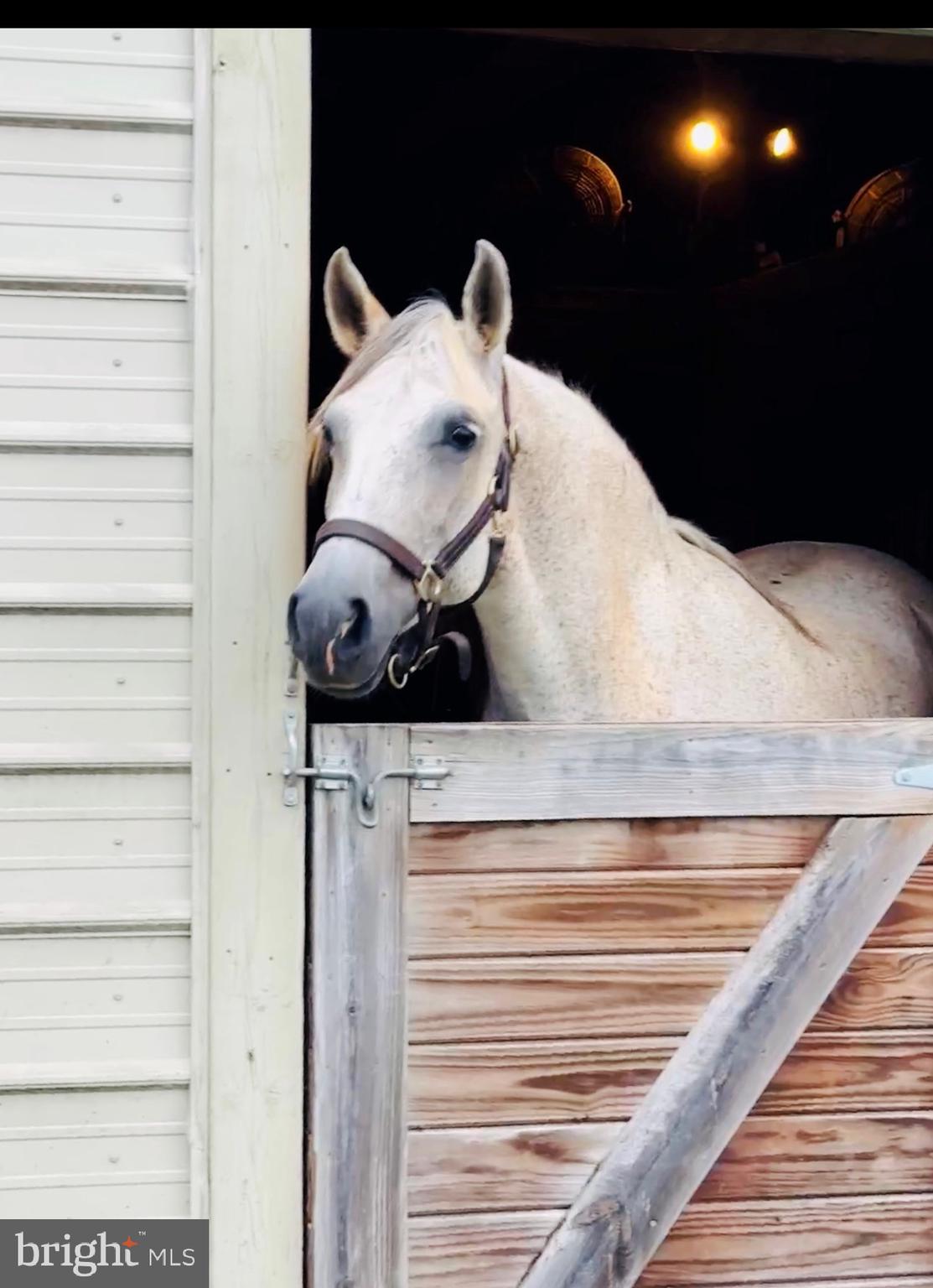 15095 Little Dry River Road Fulks Run, VA 22830 - Photo 2 of 18