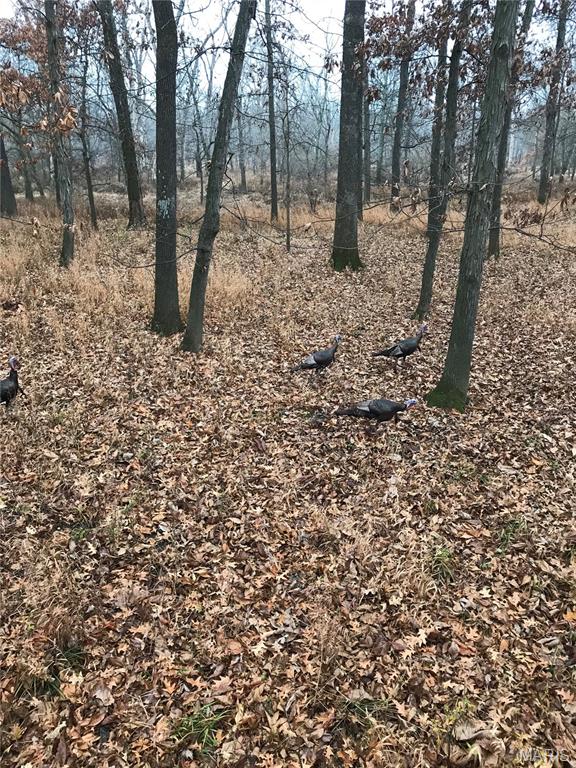 2040 Schlager Road Elkville, IL 62932 - Photo 92 of 97