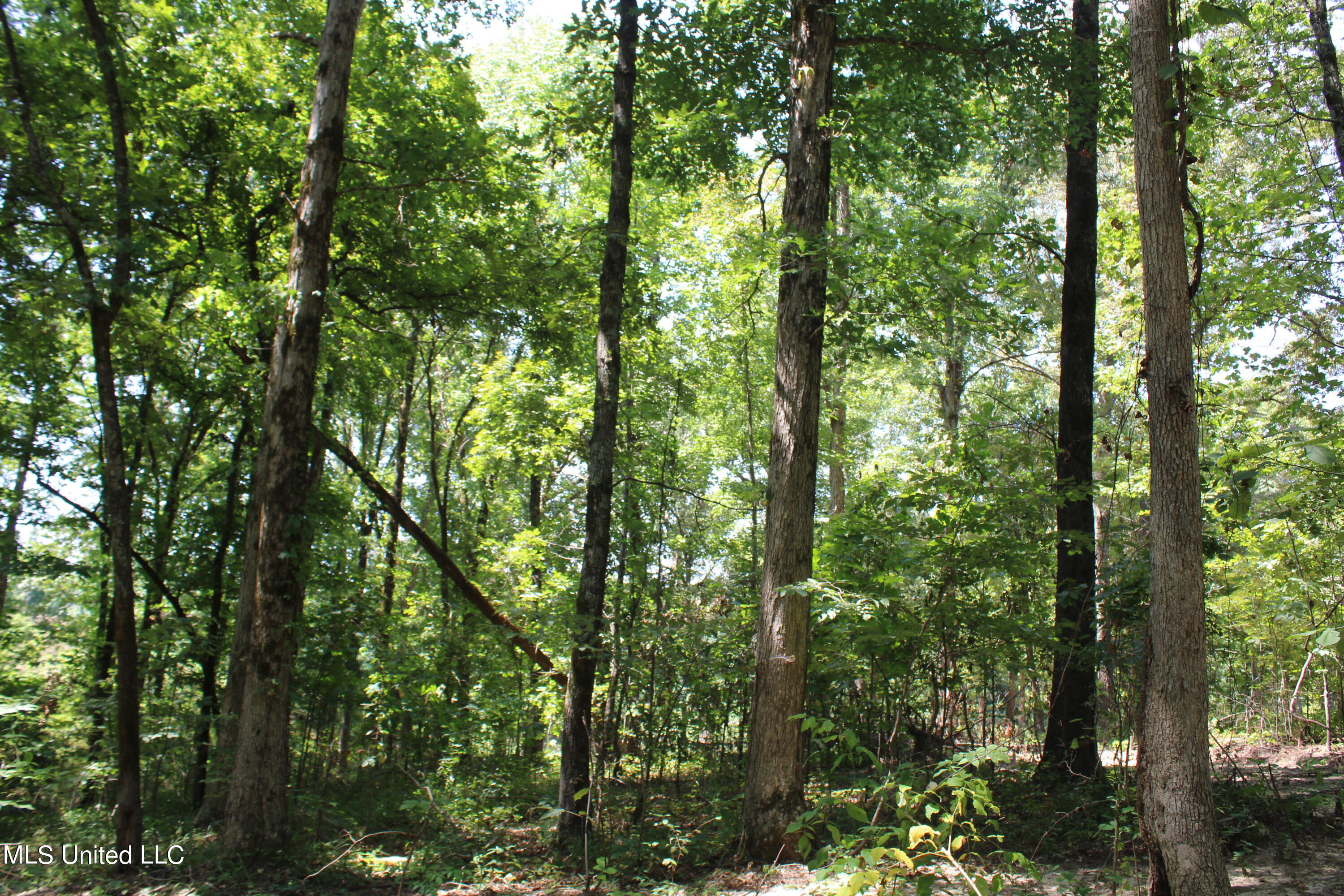 1199 Victoria Road Byhalia, MS 38611 - Photo 11 of 16 IMG_4462