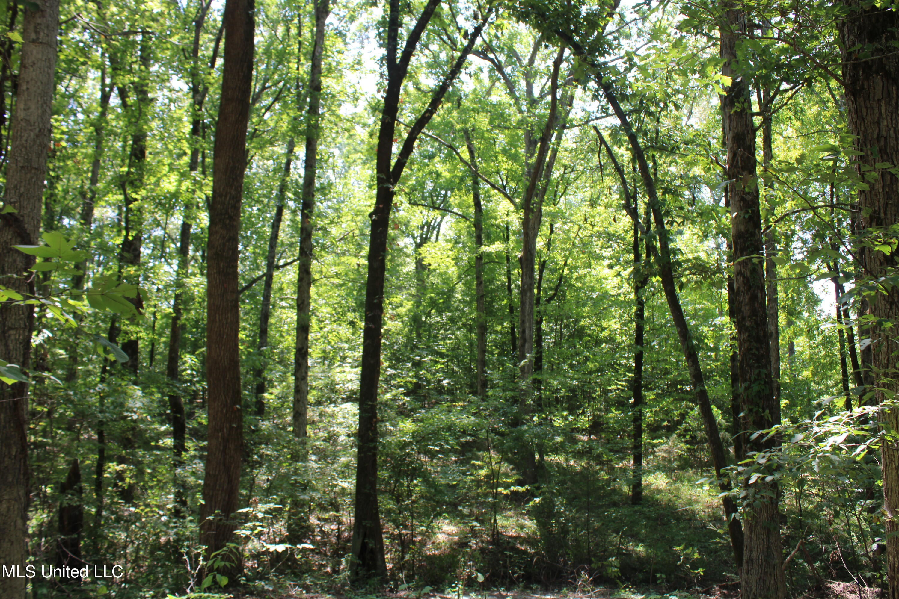 1199 Victoria Road Byhalia, MS 38611 - Photo 8 of 16 IMG_4459