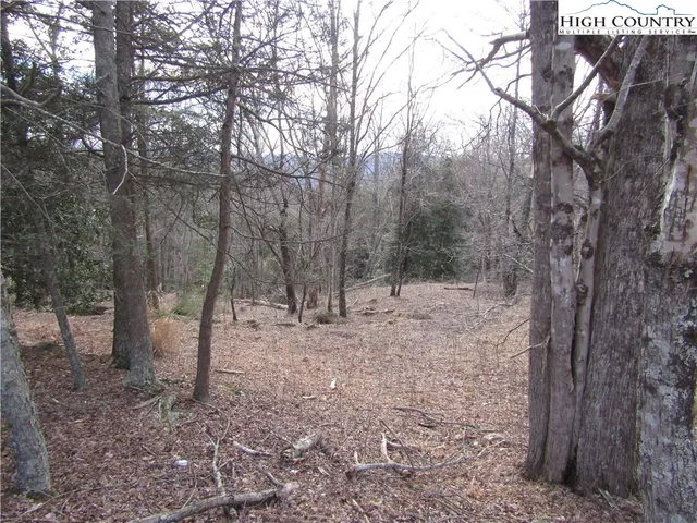 a view of a forest filled with trees