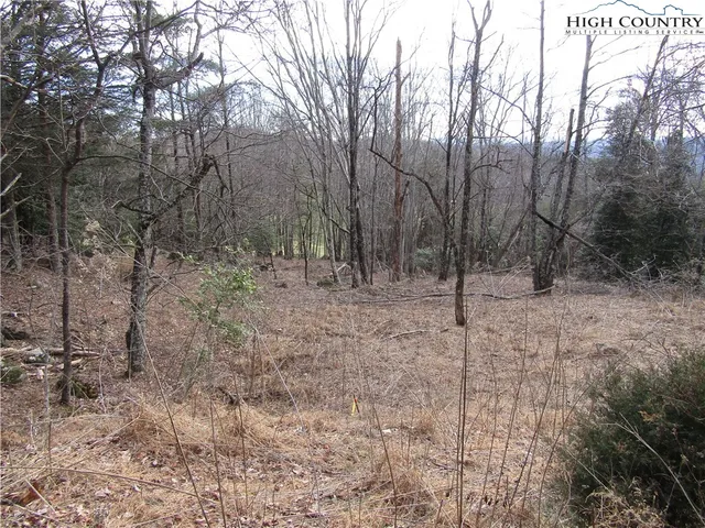 a view of a forest filled with trees