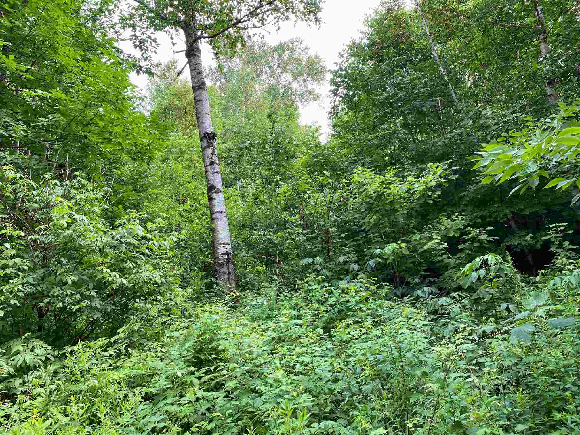 700 Young Farm Road Peacham, VT 05873 - Photo 2 of 7 Gallery Image 2