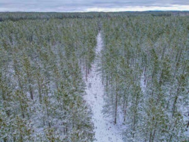 28 East 28 1/4 Road Cadillac, MI 49601 - Photo 3 of 6