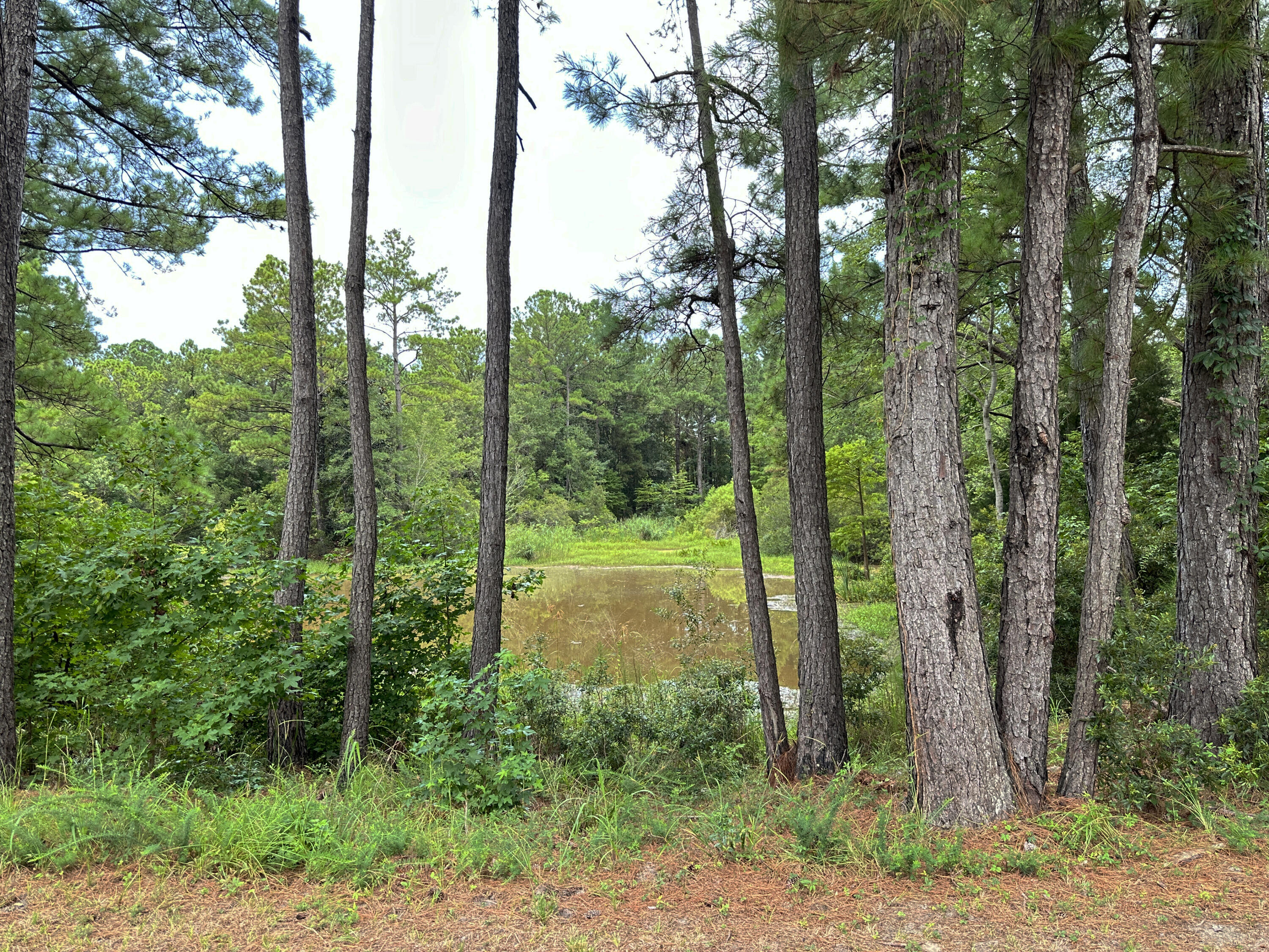 983 Awendaw Lakes Boulevard Awendaw, SC 29429 - Photo 54 of 64 Pond 1