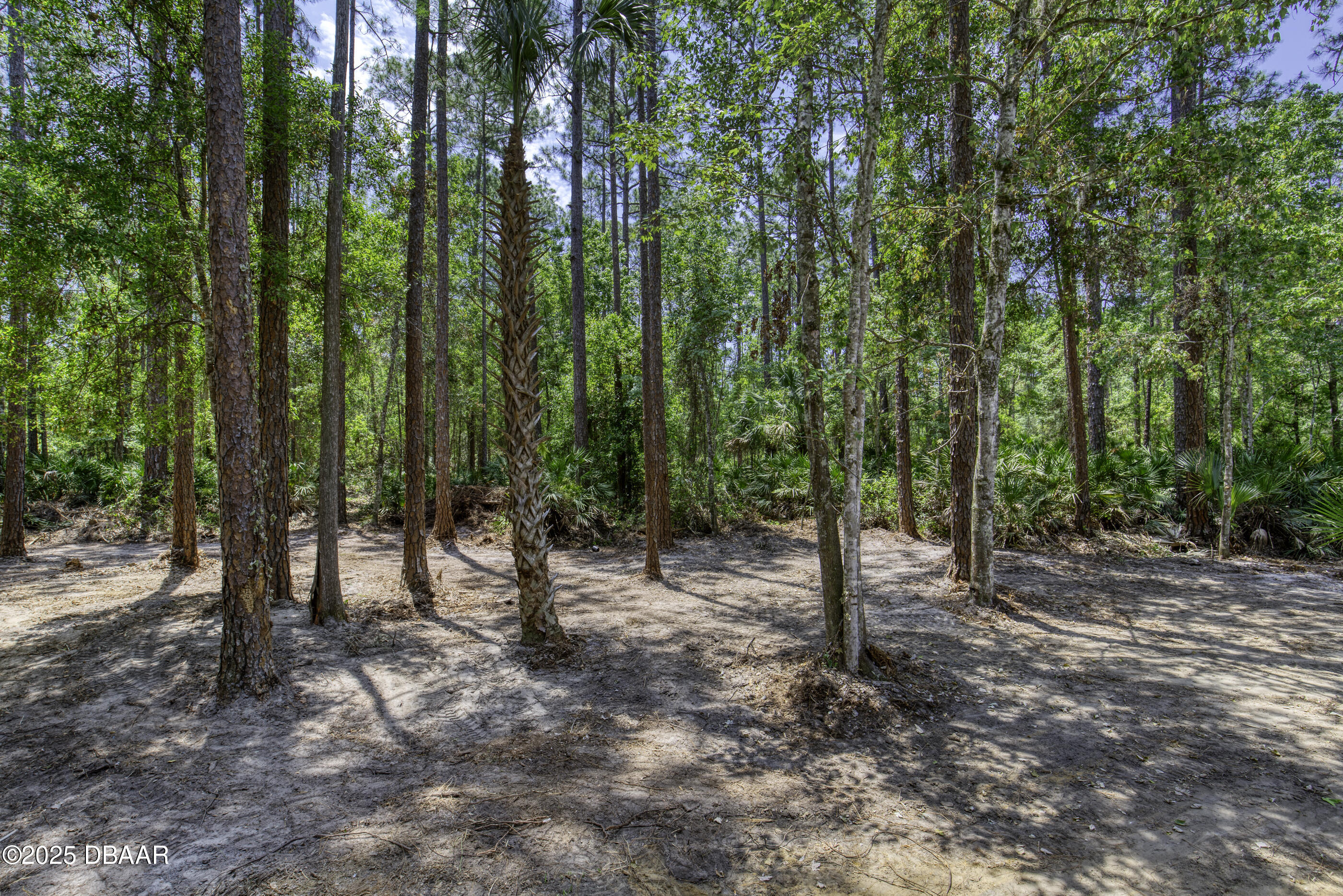 2089 Guava Lane Bunnell, FL 32110 - Photo 38 of 58 a view of outdoor space with lots of trees
