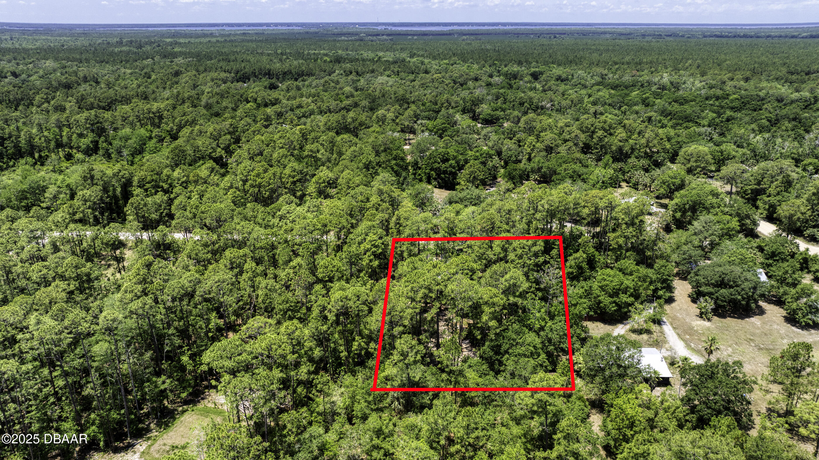 2089 Guava Lane Bunnell, FL 32110 - Photo 53 of 58 a view of a lush green forest with lots of trees