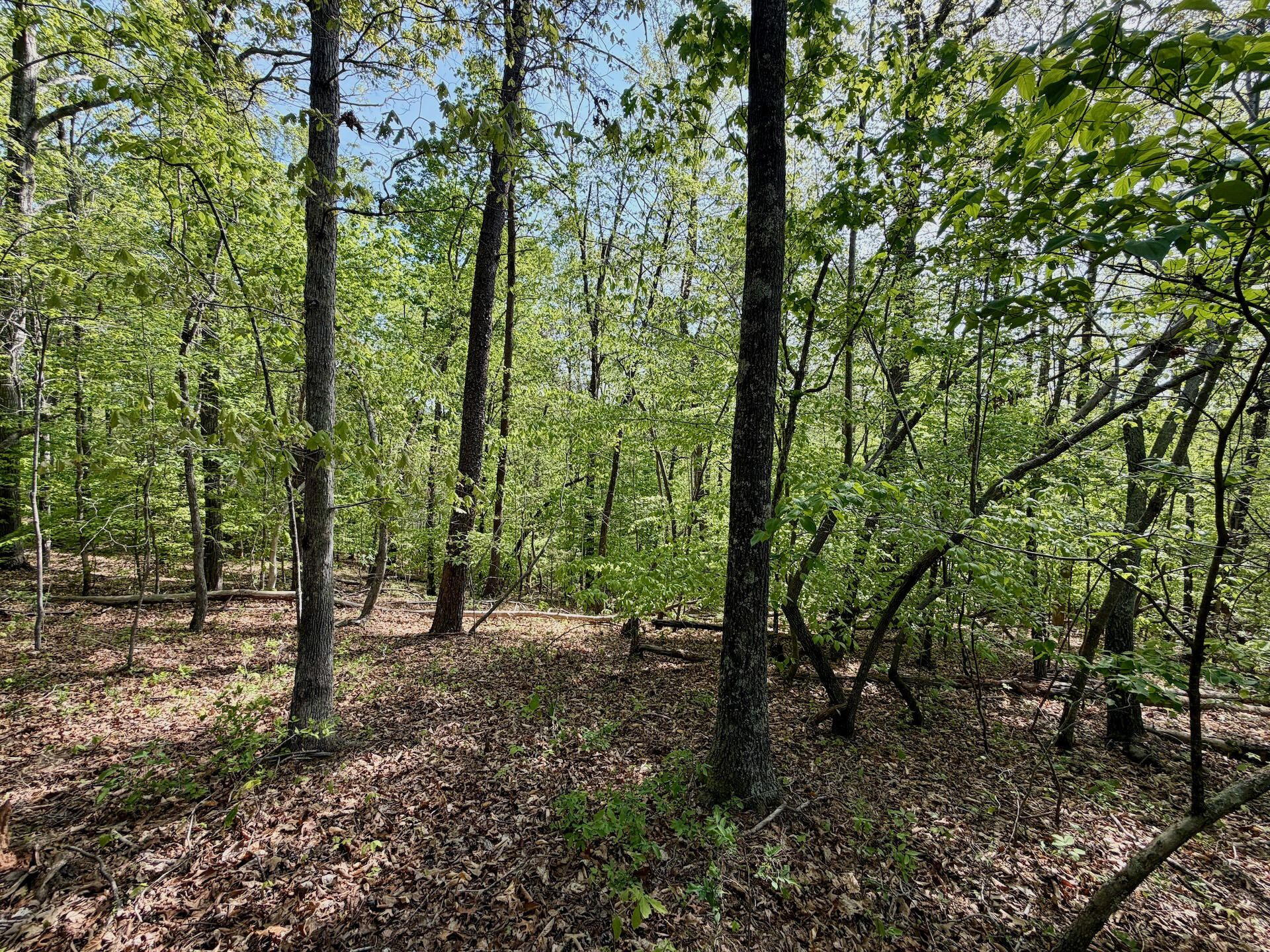 0 River Ridge Lane Axton, VA 24054 - Photo 17 of 44 a view of outdoor space and green space