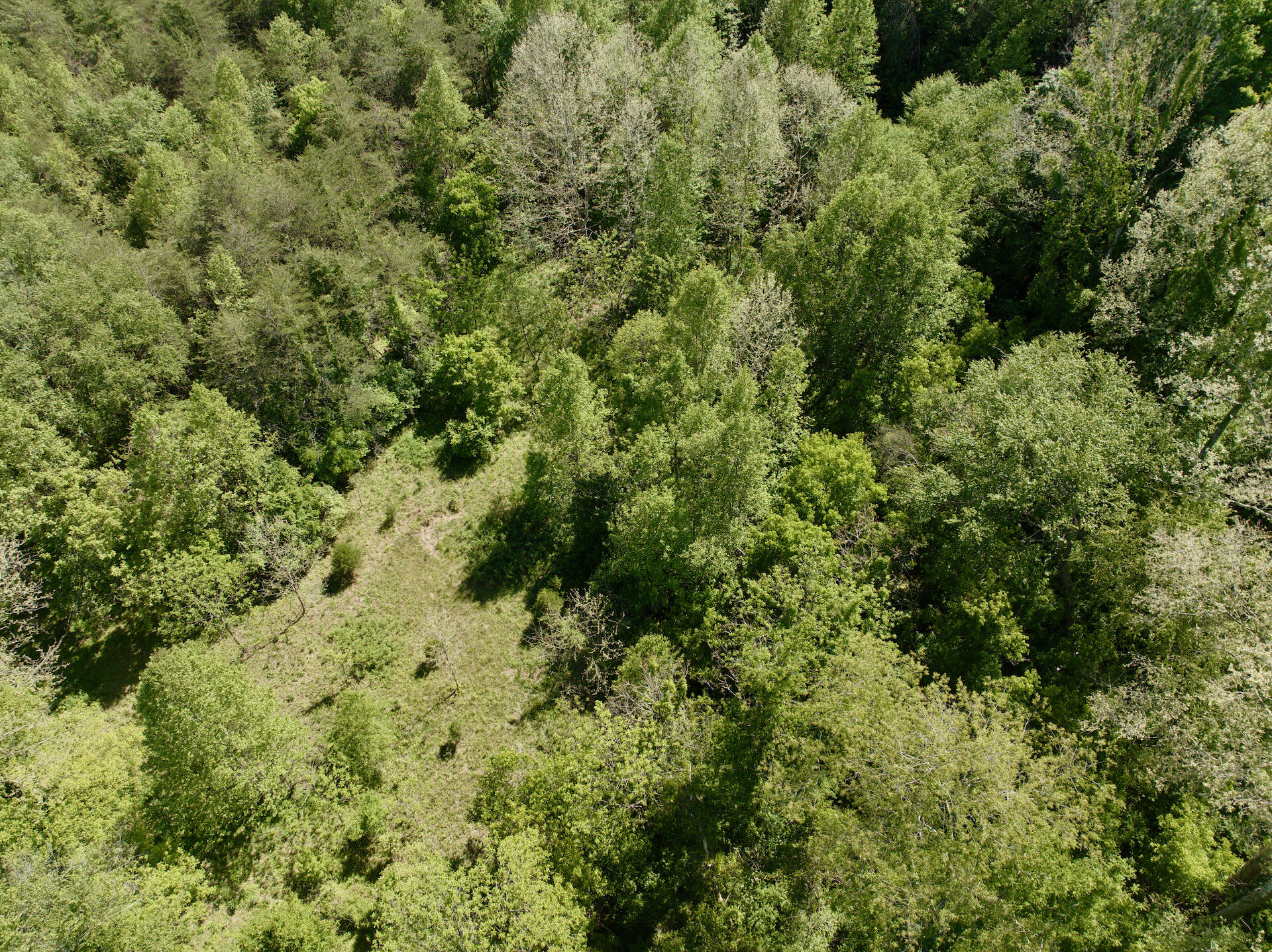 0 River Ridge Lane Axton, VA 24054 - Photo 19 of 44 view of a lots of trees and bushes
