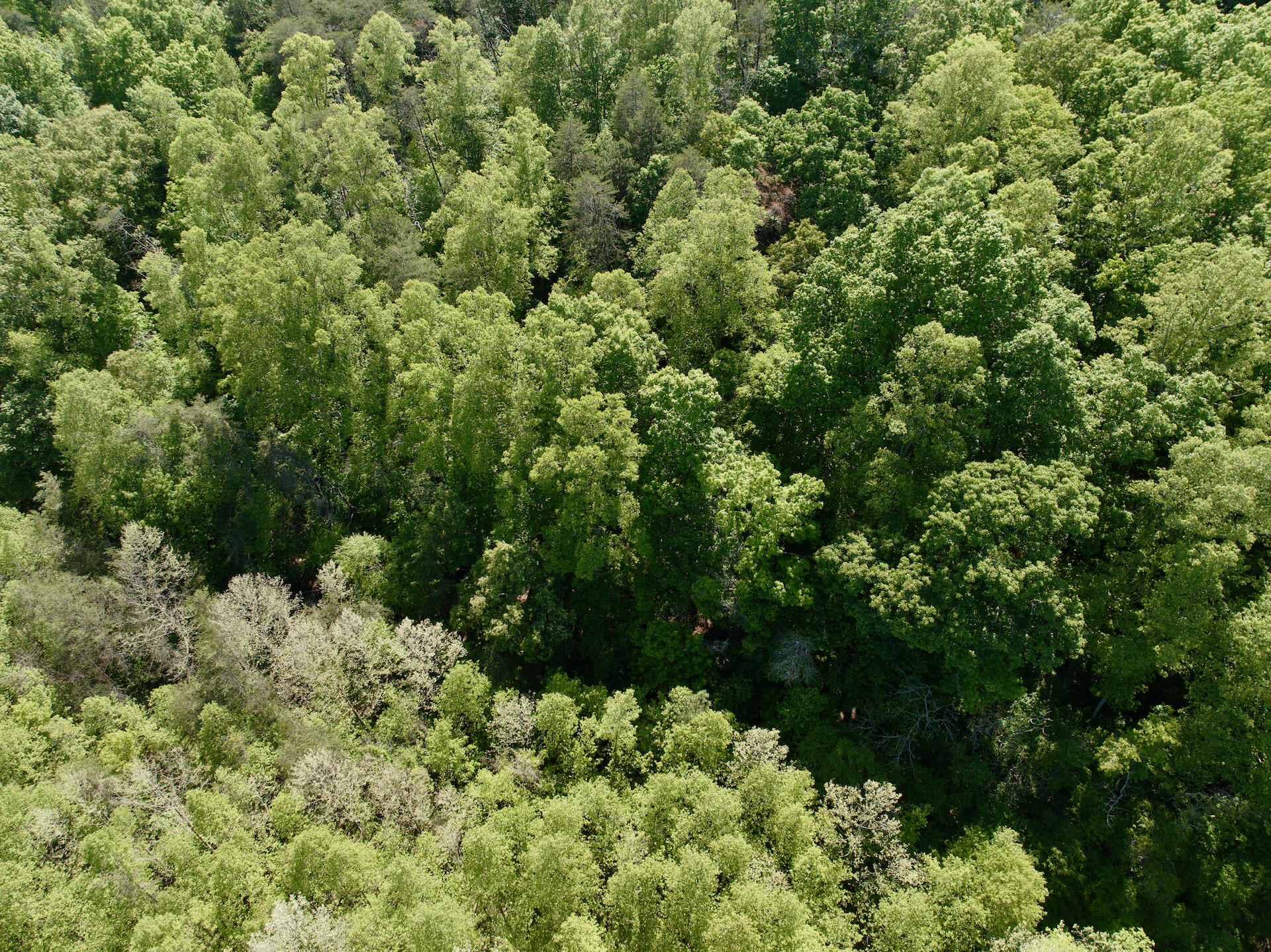 0 River Ridge Lane Axton, VA 24054 - Photo 27 of 44 a view of a forest with a tree