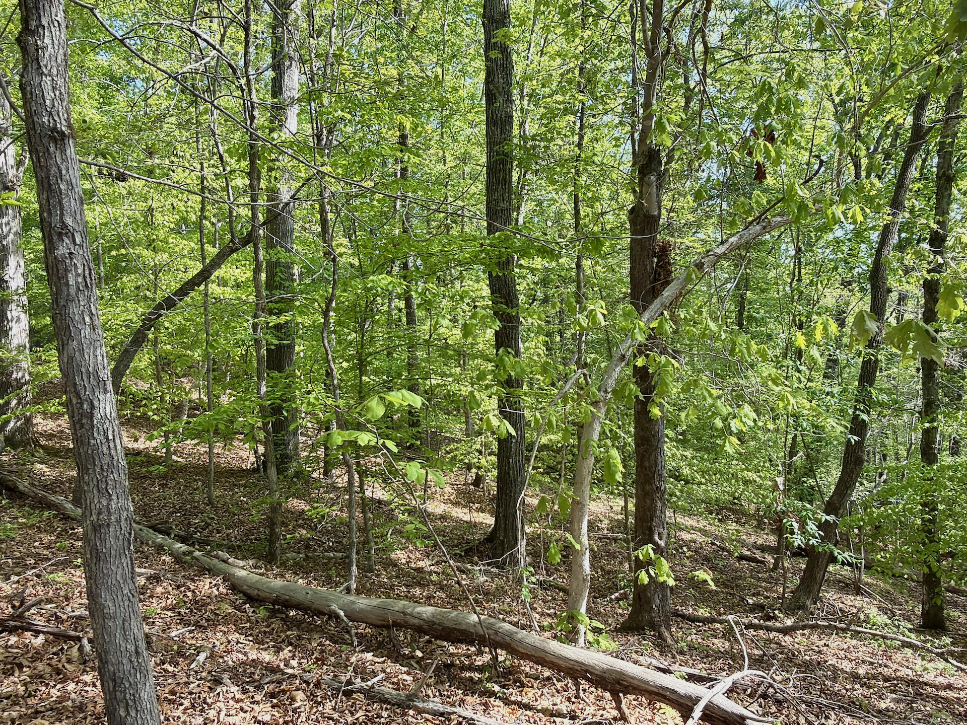 0 River Ridge Lane Axton, VA 24054 - Photo 34 of 44 a view of a forest with a tree