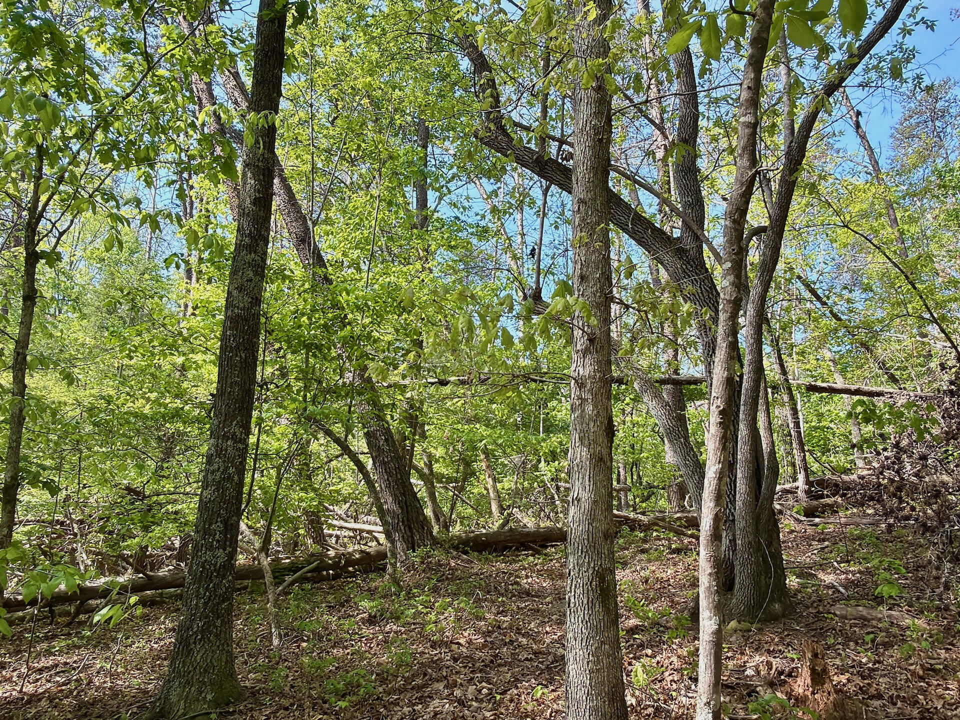 0 River Ridge Lane Axton, VA 24054 - Photo 36 of 44 a close up of a tree