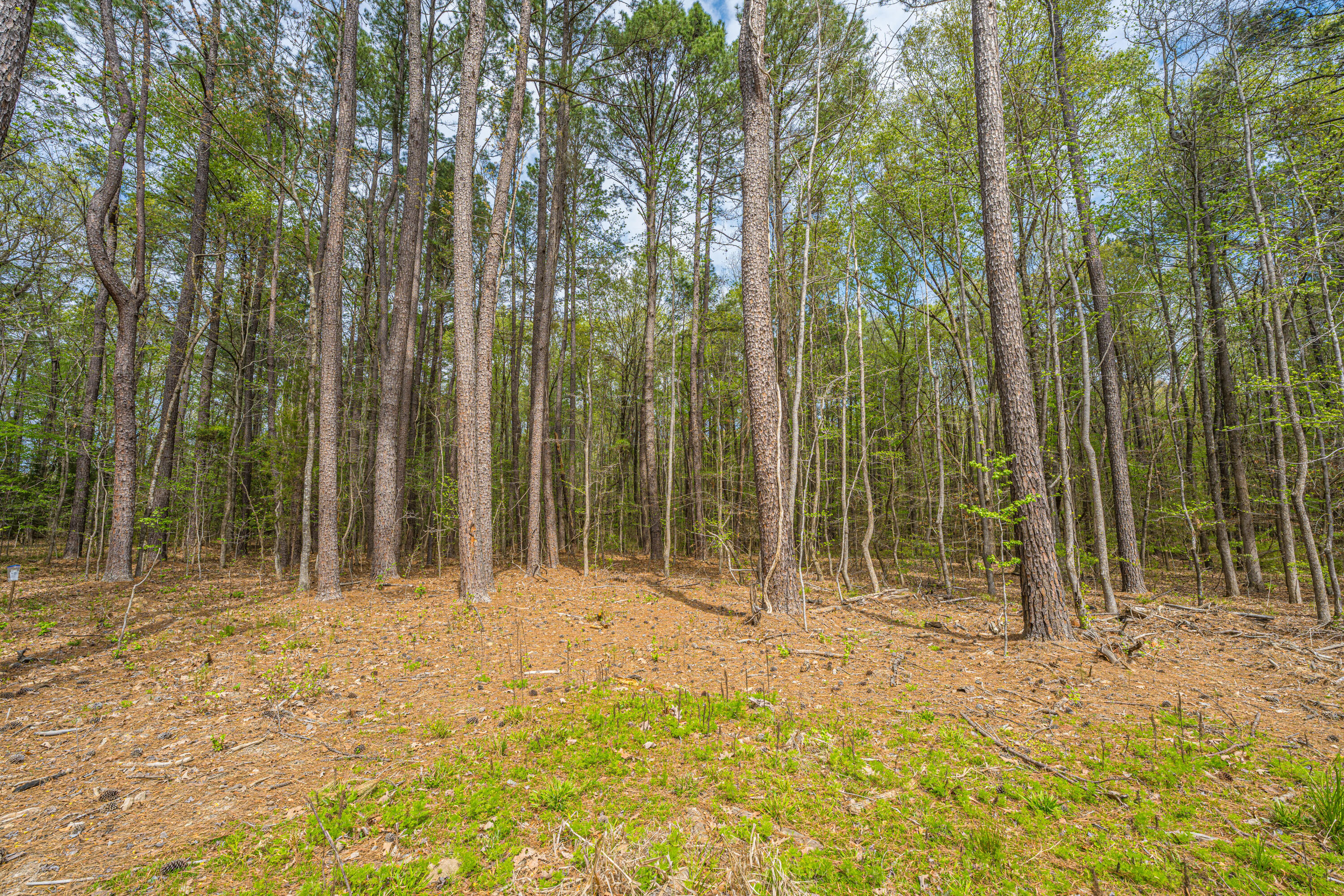0 Buster's Paradise Lane Cordesville, SC 29434 - Photo 6 of 14 0 Buster's Paradise Lane