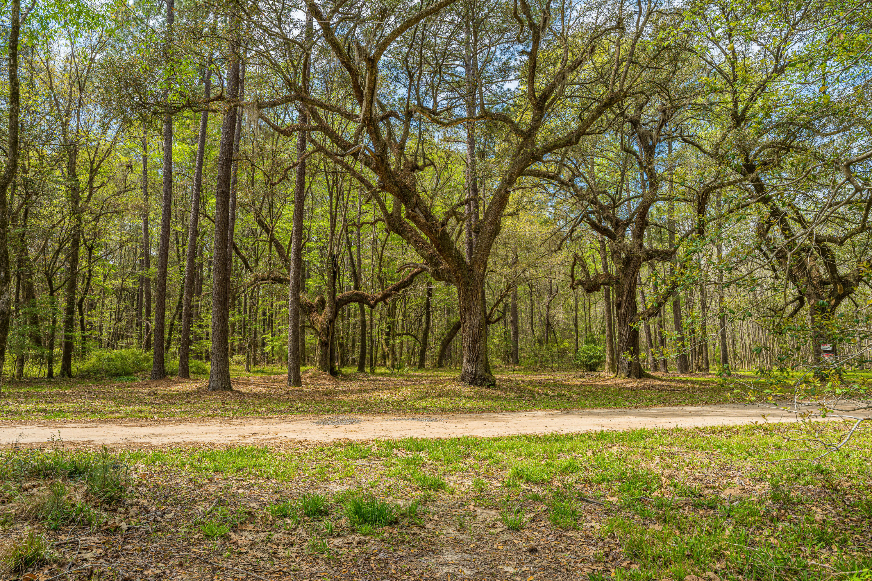 0 Buster's Paradise Lane Cordesville, SC 29434 - Photo 8 of 14 Private Road Lined with Oaks