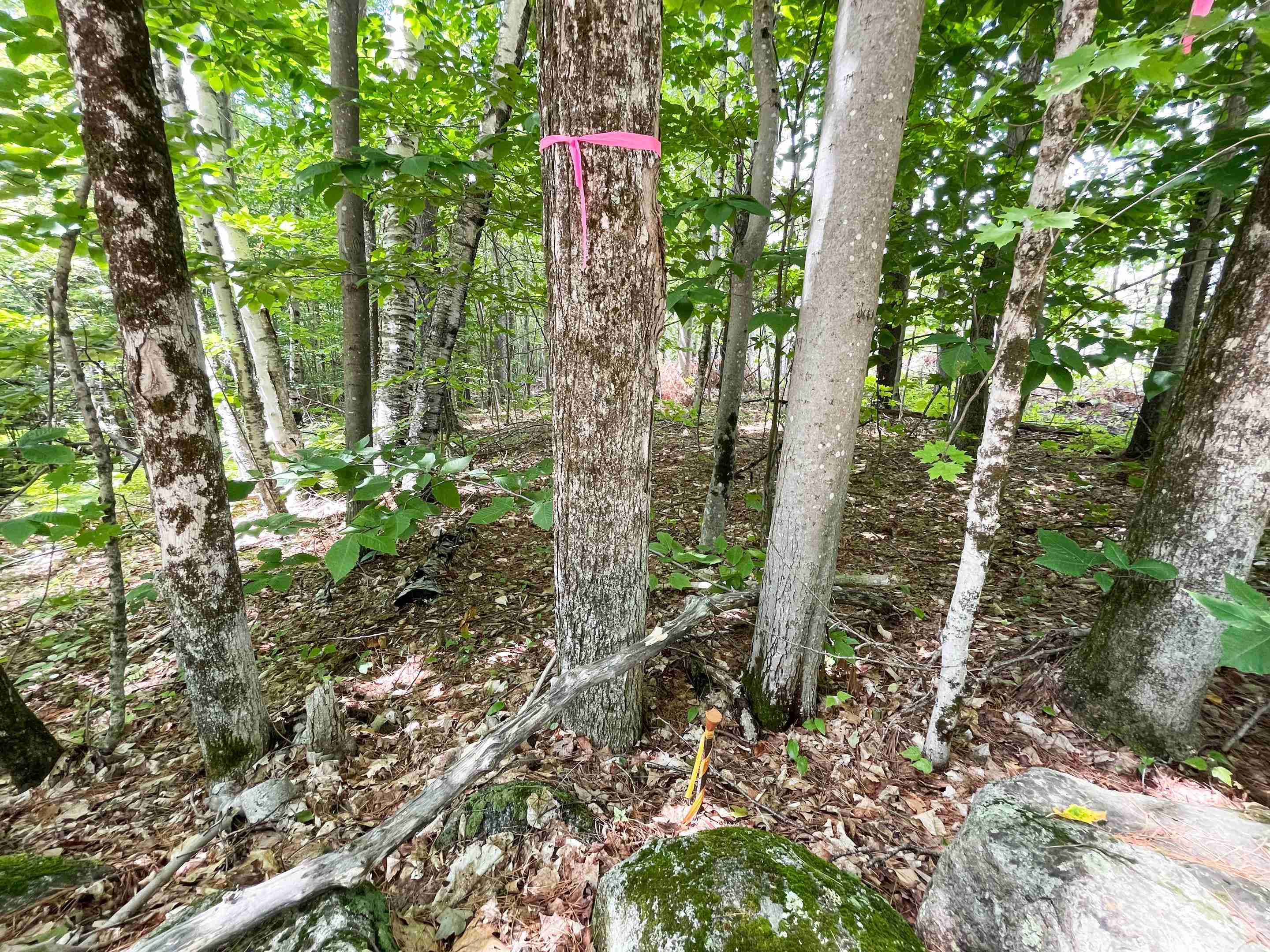 1-c Old Center Harbor Road Meredith, NH 03253 - Photo 8 of 12 Gallery Image 8