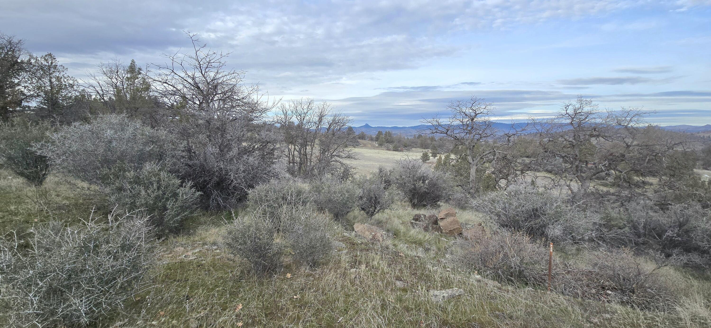 730-731 Grouse Way Hornbrook, CA 96044 - Photo 11 of 16 a view of a dry yard with lots of trees