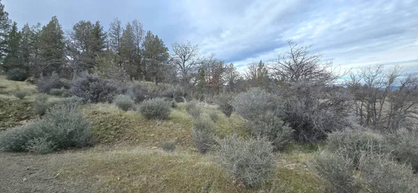 a view of a forest with trees in the background