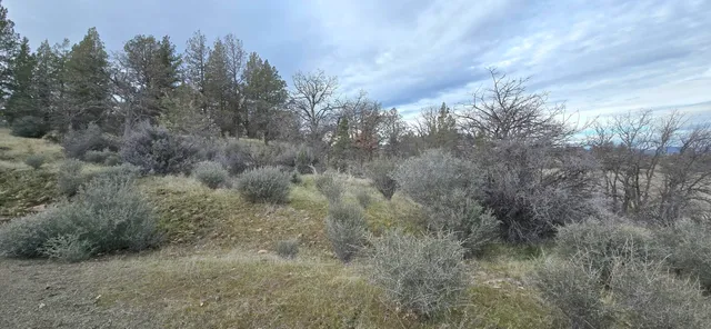a view of a forest with trees in the background