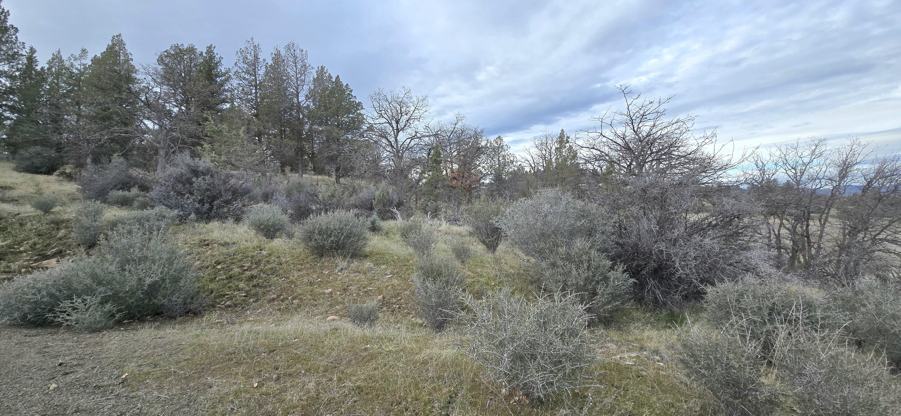 730-731 Grouse Way Hornbrook, CA 96044 - Photo 12 of 16 a view of a field with trees in the background