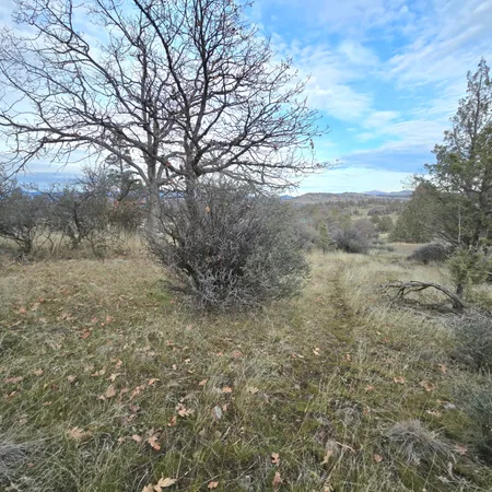 a view of a forest with trees in the background
