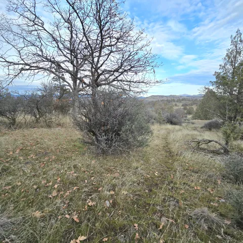 a view of a forest with trees in the background