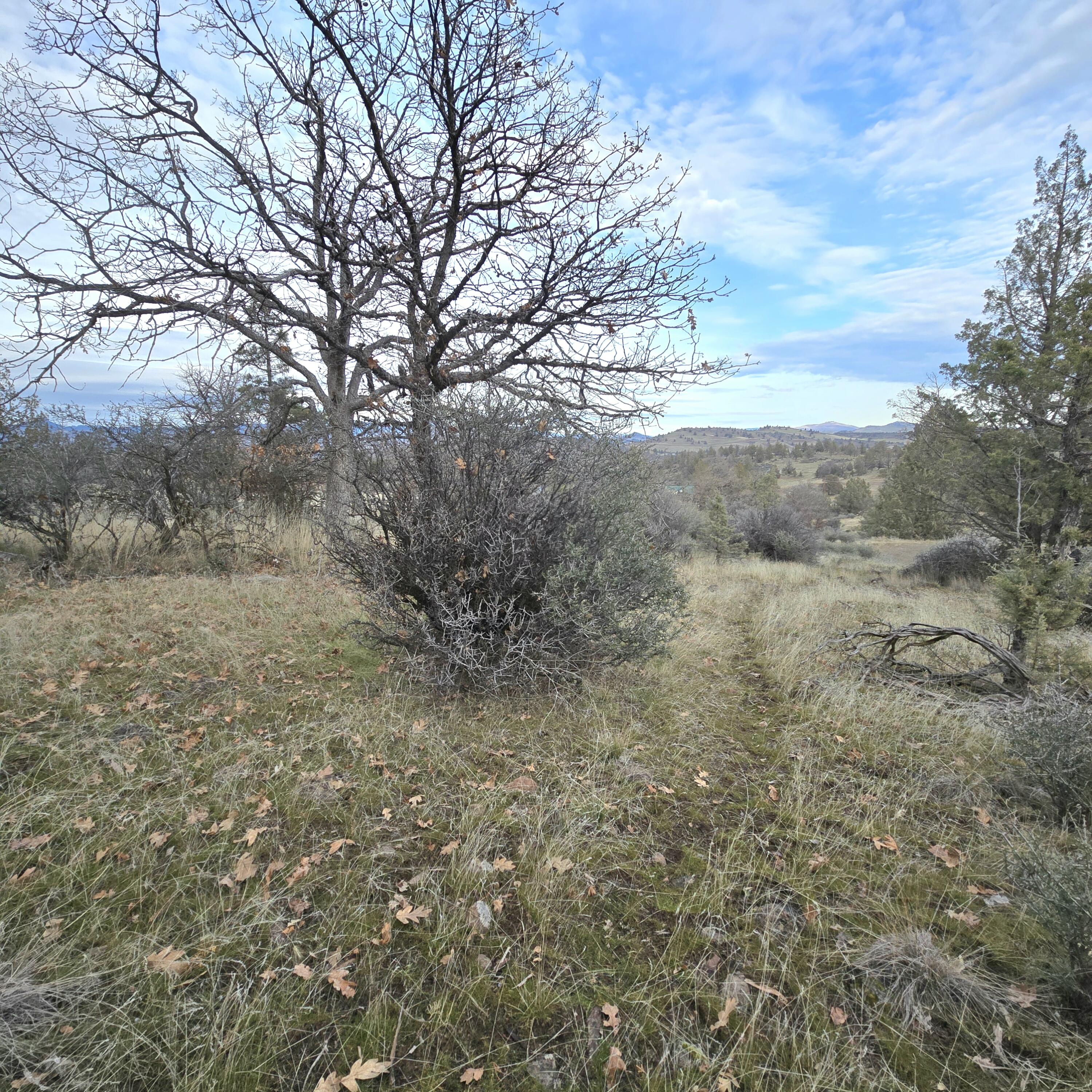 730-731 Grouse Way Hornbrook, CA 96044 - Photo 13 of 16 a view of a yard with a tree
