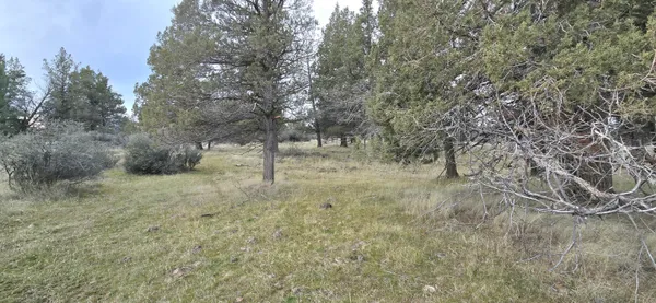 a view of a dry yard with green space
