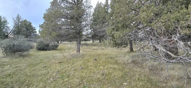 a view of a dry yard with green space