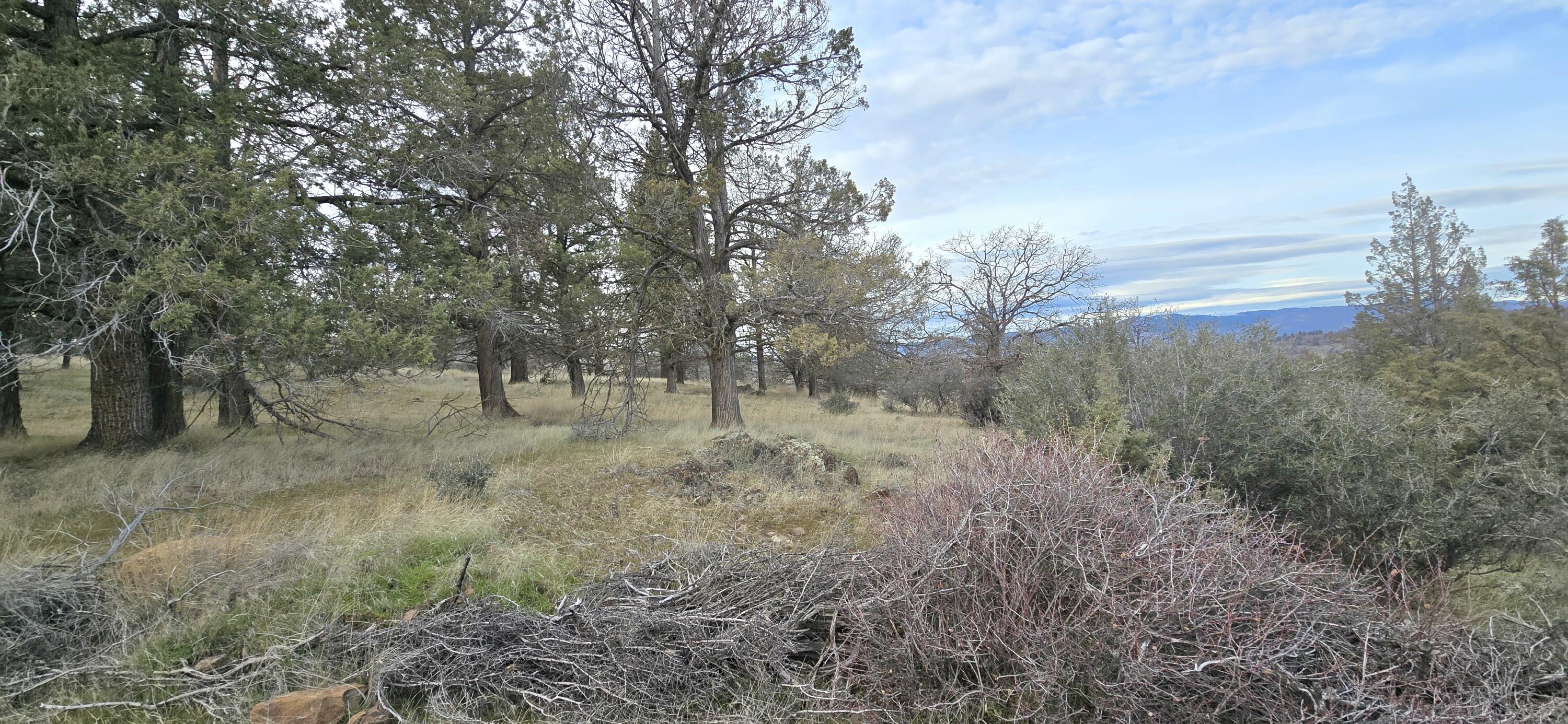 730-731 Grouse Way Hornbrook, CA 96044 - Photo 15 of 16 a view of a forest with trees in the background