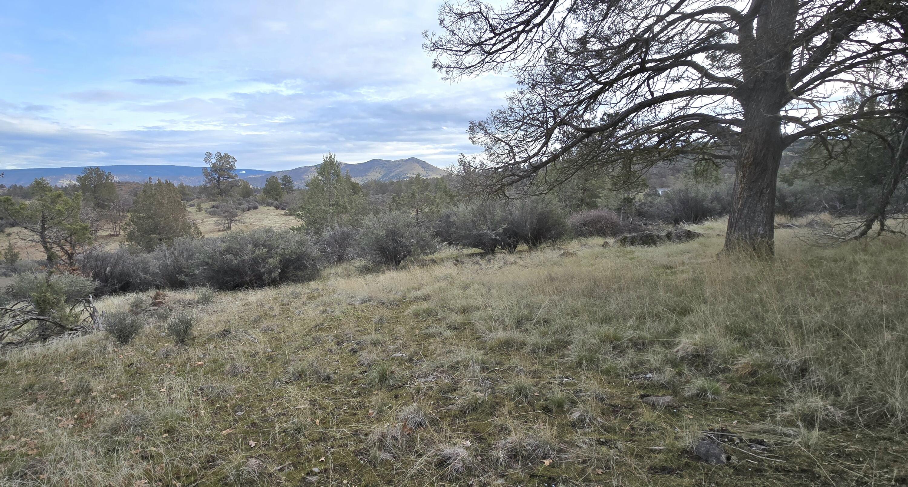 730-731 Grouse Way Hornbrook, CA 96044 - Photo 16 of 16 a view of a dry yard with green space