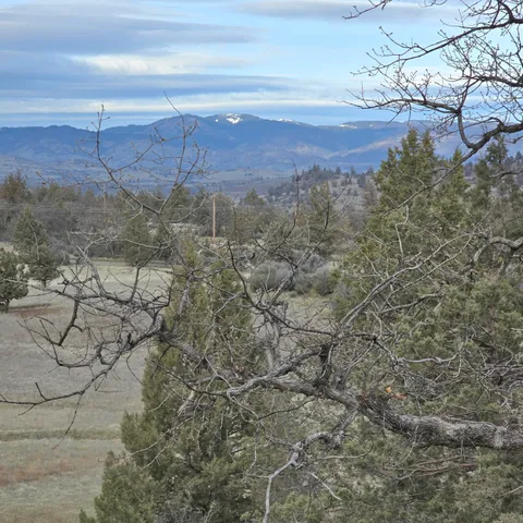 a view of a dry yard with green space