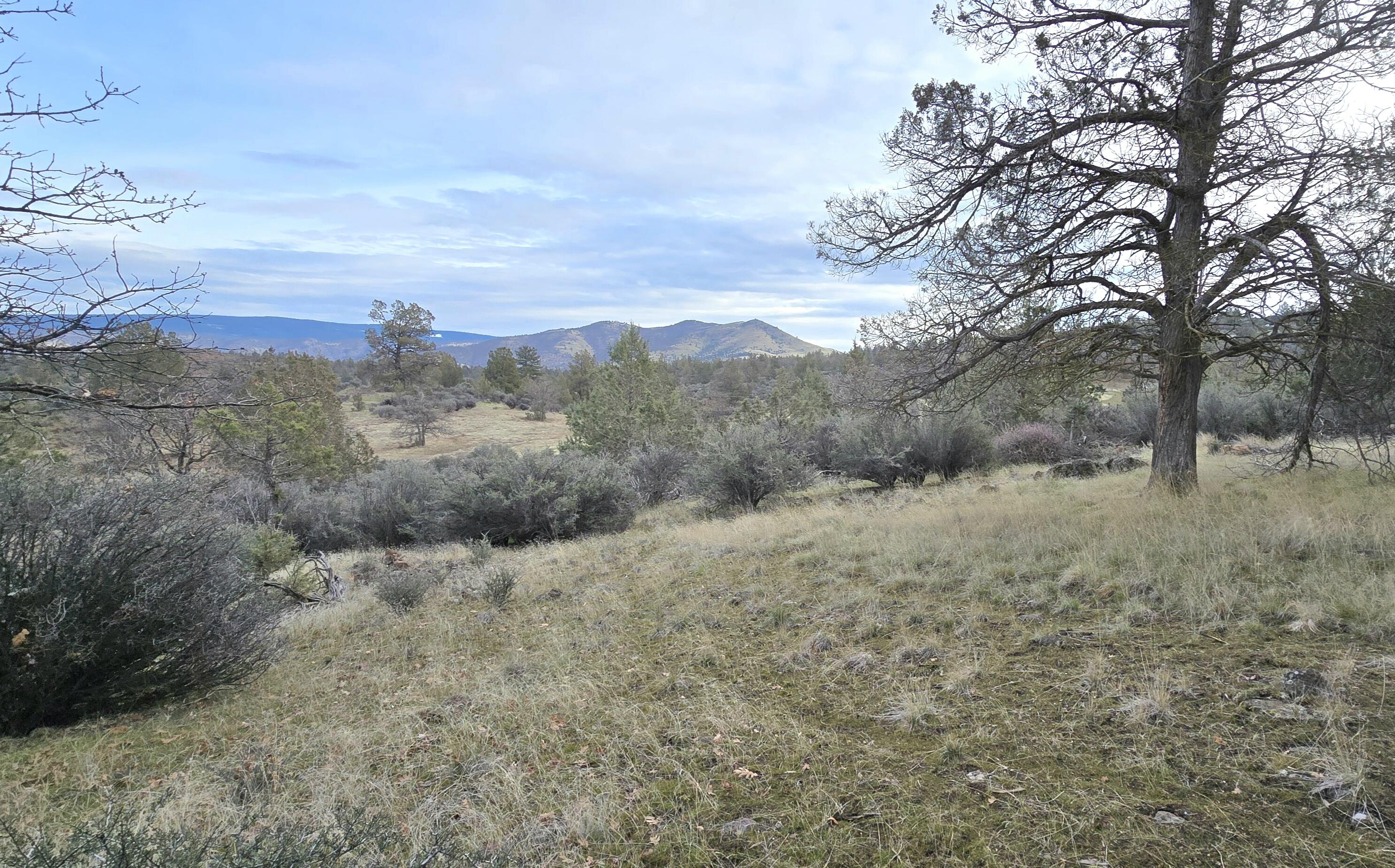 730-731 Grouse Way Hornbrook, CA 96044 - Photo 3 of 16 a view of a dry yard with green space