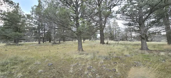 a view of a dry yard with trees
