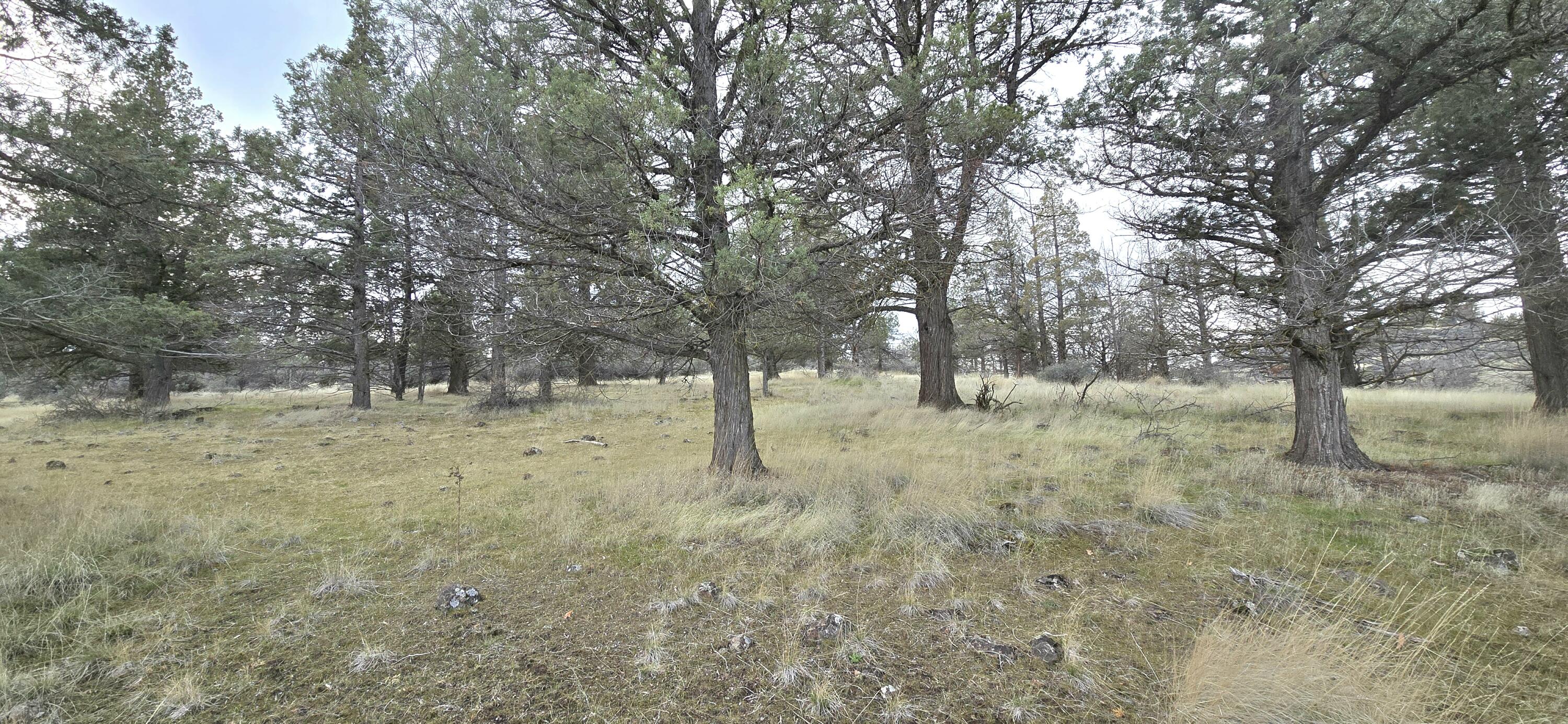 730-731 Grouse Way Hornbrook, CA 96044 - Photo 6 of 16 a view of a forest with trees