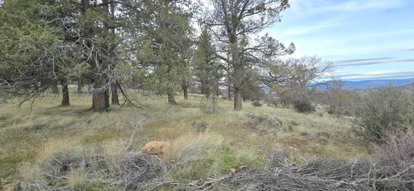 a view of a lake in between the two trees
