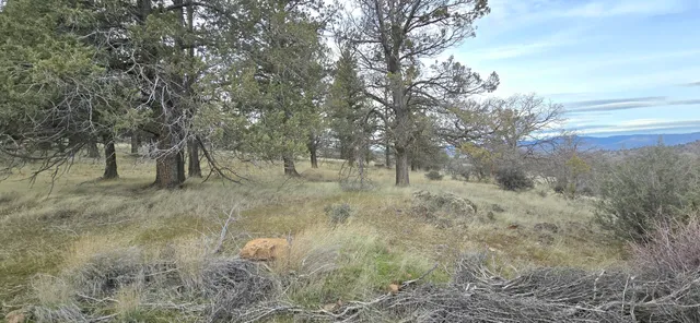 a view of a lake in between the two trees