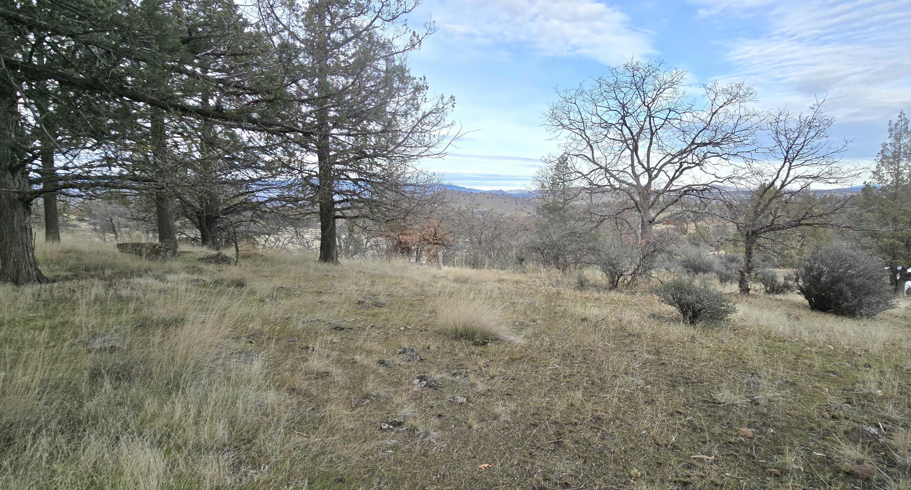 730-731 Grouse Way Hornbrook, CA 96044 - Photo 8 of 16 a view of a dry yard with trees