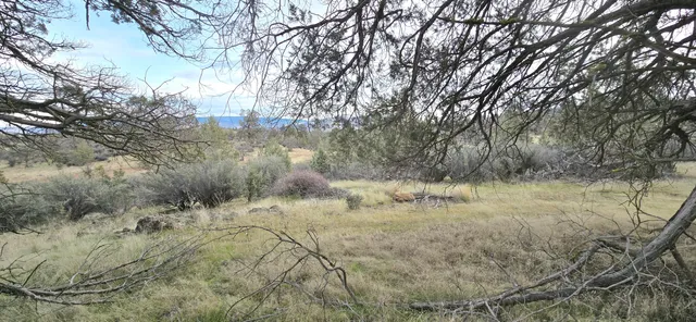 a view of a dry yard with lots of trees