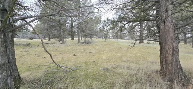 a view of a field with trees in the background